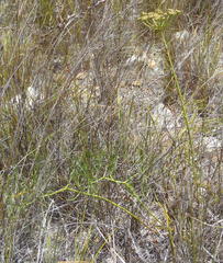 Nanobubon capillaceum