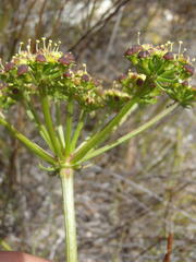 Nanobubon capillaceum