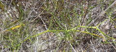 Nanobubon capillaceum