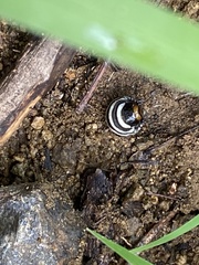 Leptinotarsa undecimlineata