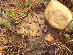 Lithops lesliei lesliei