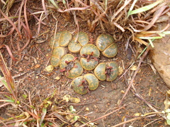 Lithops lesliei lesliei