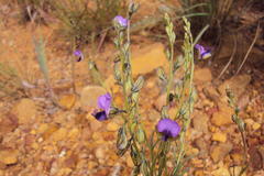 Polygala uncinata