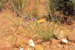 Polygala uncinata