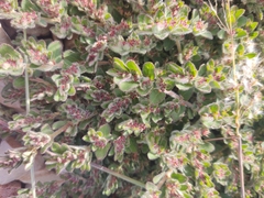Euphorbia velleriflora
