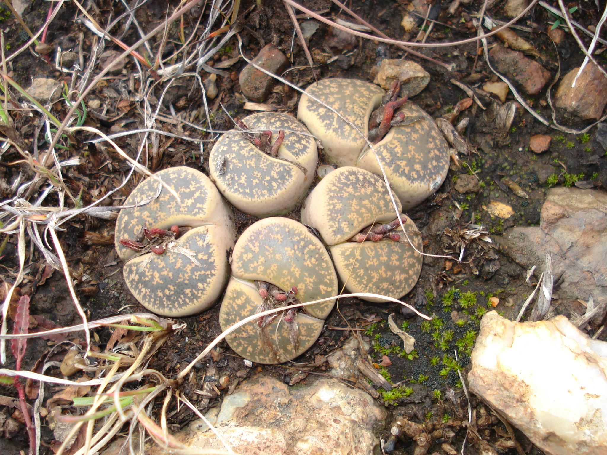 Lithops lesliei var. rubrobrunnea C017 South Africa