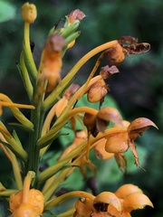 Platanthera chapmanii
