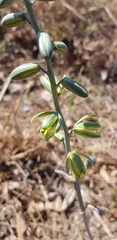 Albuca glauca