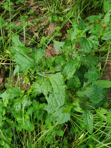 Conoclinium coelestinum