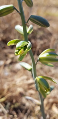 Albuca glauca