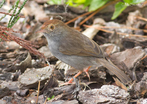 Grassveld Neddicky (Subspecies Cisticola fulvicapilla fulvicapilla ...