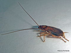 Parellipsidion latipenne