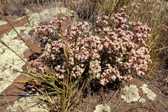 Crassula setulosa setulosa