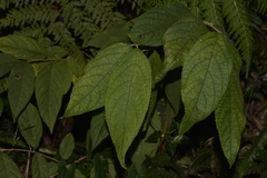Callicarpa pedunculata