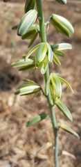 Albuca glauca