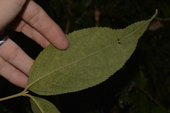 Callicarpa pedunculata