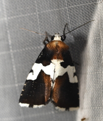 Bryolymnia marginata