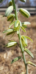 Albuca glauca