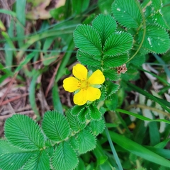 Potentilla polyphylla