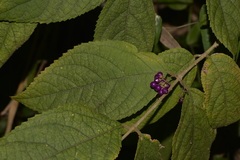 Callicarpa pedunculata