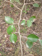 Coccoloba argentinensis