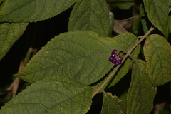 Callicarpa pedunculata