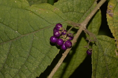 Callicarpa pedunculata