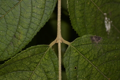 Callicarpa pedunculata
