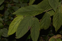 Callicarpa pedunculata