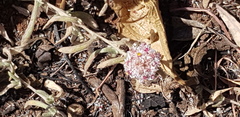 Helichrysum candolleanum