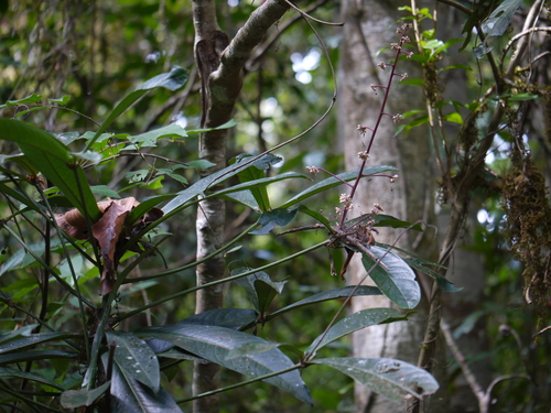 Ardisia missionis