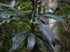 Ardisia missionis