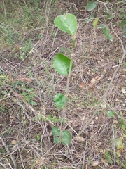 Coccoloba argentinensis