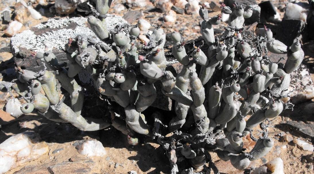 Euphorbia herrei