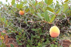 Ancylobothrys capensis