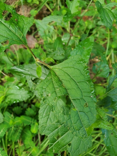 Conoclinium coelestinum
