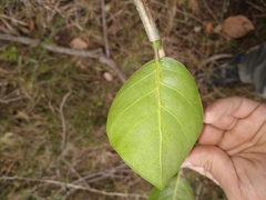 Coccoloba argentinensis