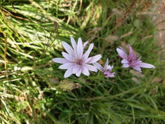 Scorzonera rosea