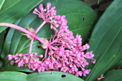 Medinilla magnifica