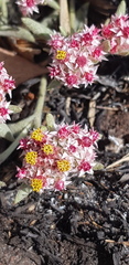 Helichrysum candolleanum