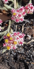 Helichrysum candolleanum
