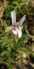 Pelargonium dolomiticum