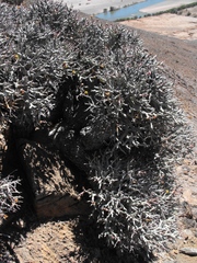 Euphorbia lignosa