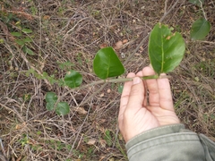 Coccoloba argentinensis