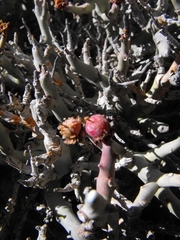 Euphorbia lignosa