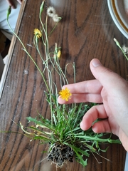 Scorzoneroides autumnalis