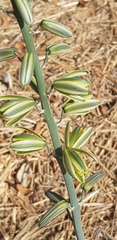 Albuca glauca