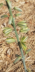 Albuca glauca