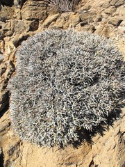 Euphorbia lignosa