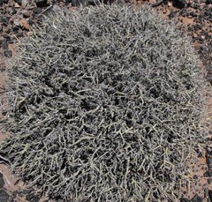 Euphorbia lignosa